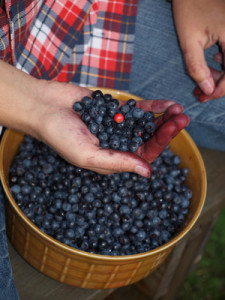 selecting leaves with berries